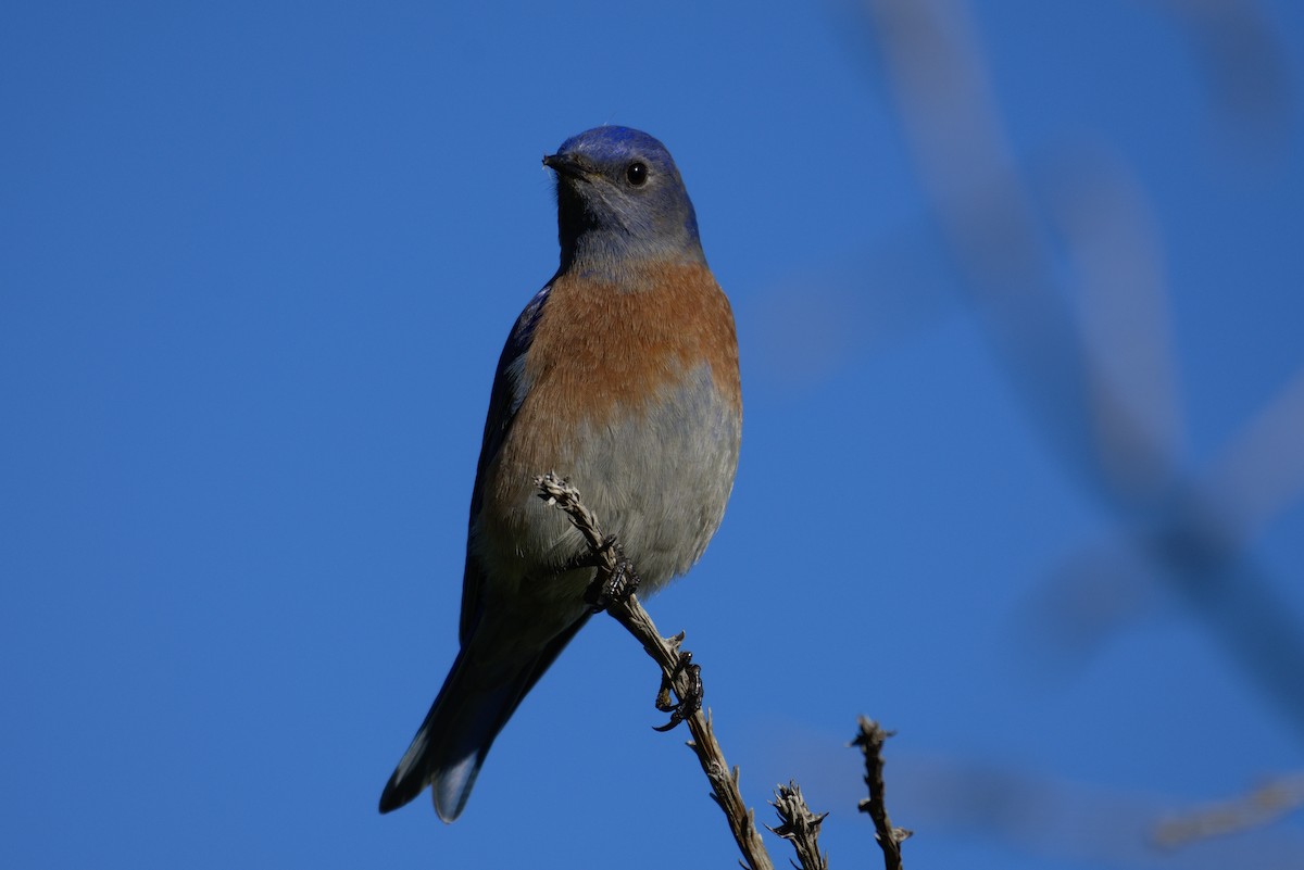 Western Bluebird - ML131866421