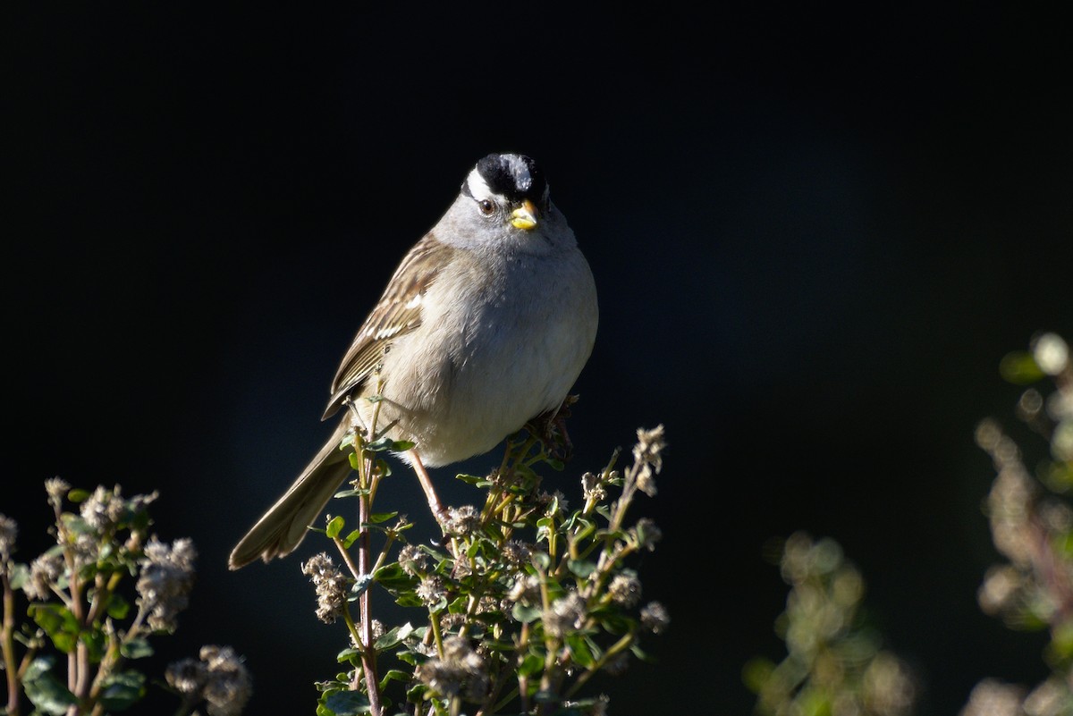 Bruant à couronne blanche - ML131866601