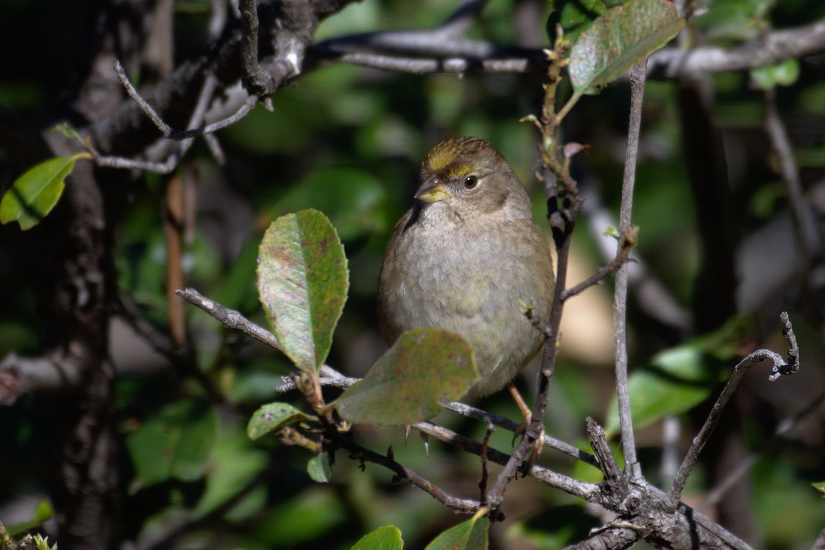 Golden-crowned Sparrow - Richard Trinkner