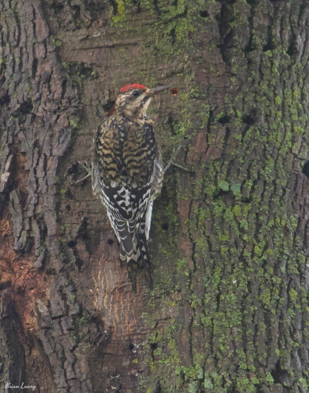 Yellow-bellied Sapsucker - ML131866961