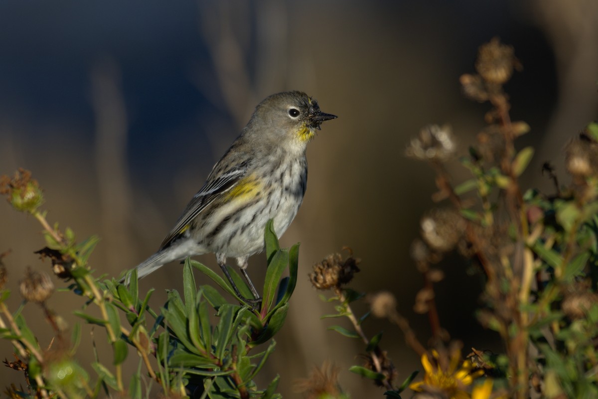 Yellow-rumped Warbler - ML131867061