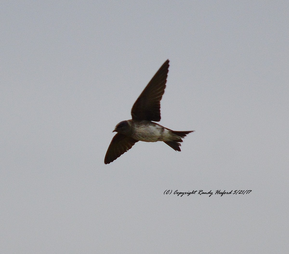 Golondrina Purpúrea - ML131867131