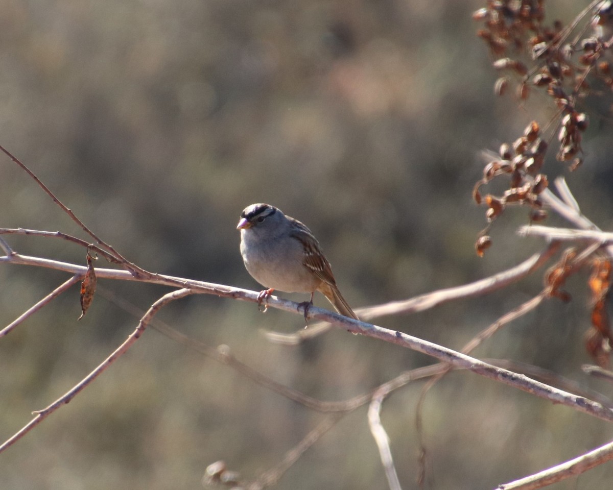 White-crowned Sparrow - ML131867781