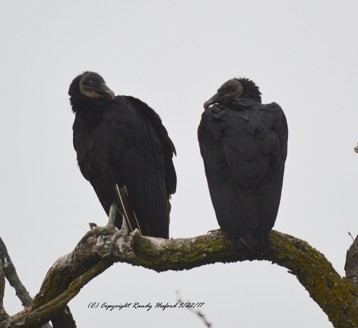 Black Vulture - ML131867911