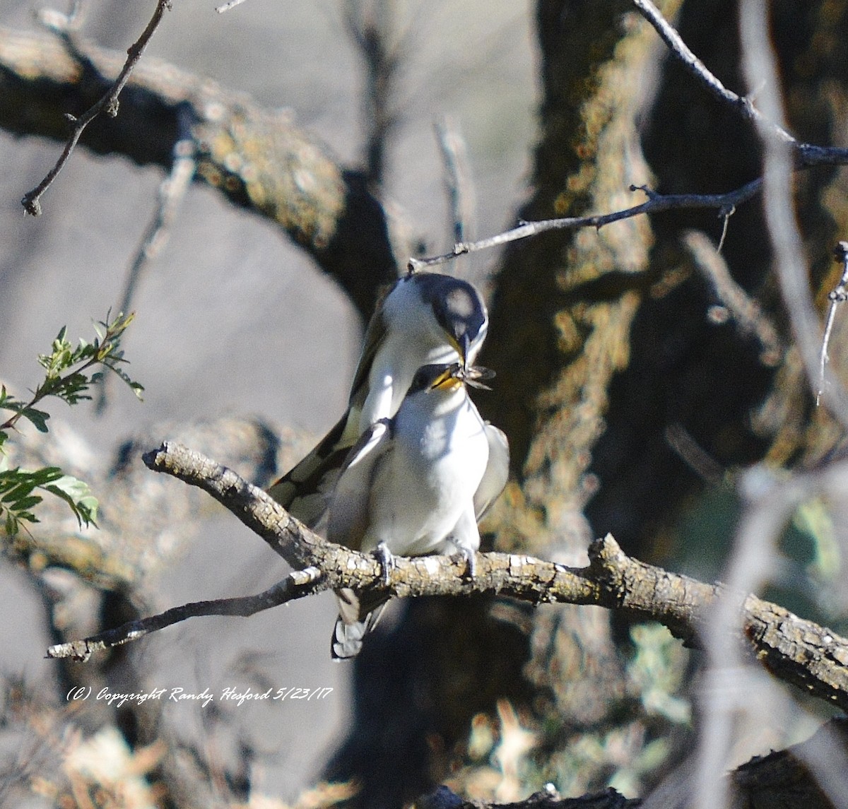 Yellow-billed Cuckoo - ML131868191