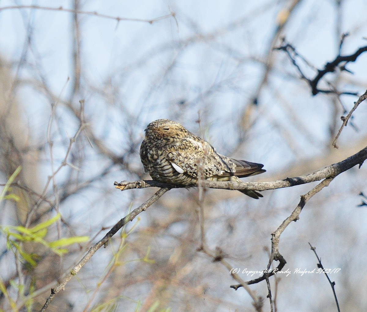 Common Nighthawk - ML131868351