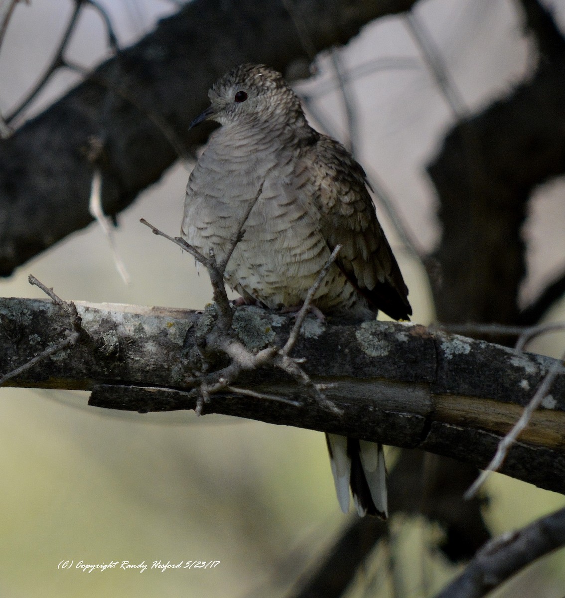 Inca Dove - Randy Hesford