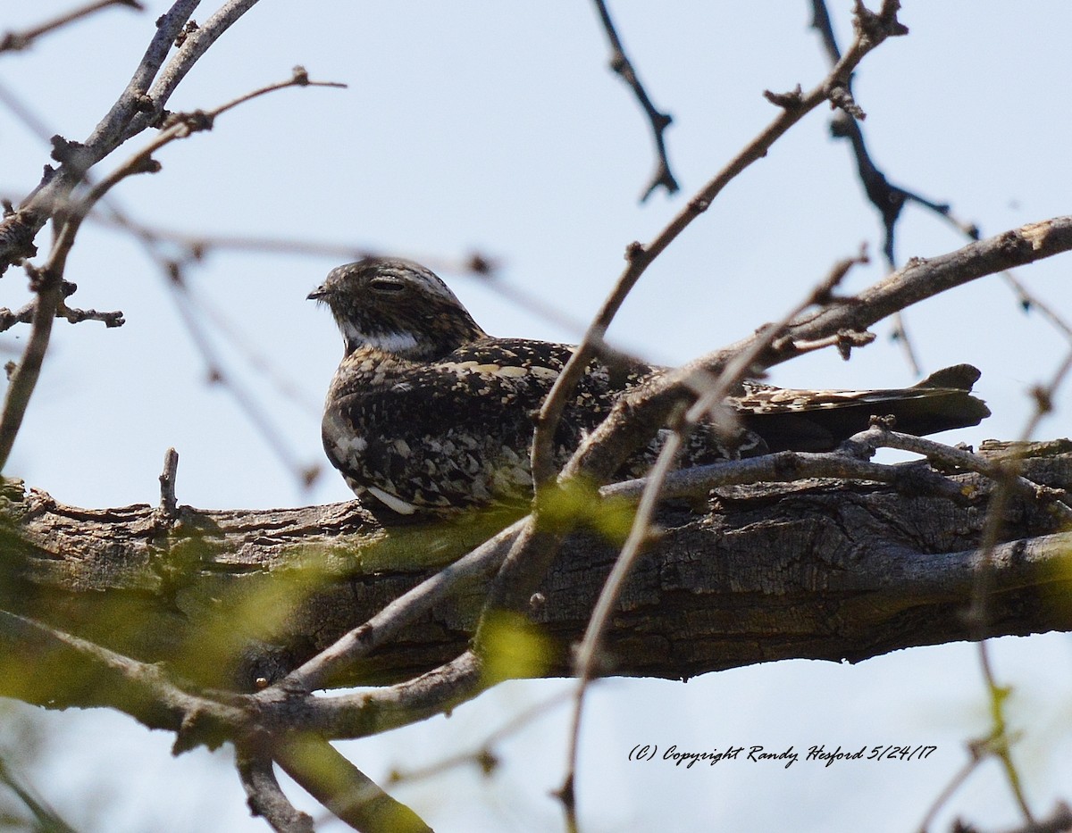 Common Nighthawk - ML131868411