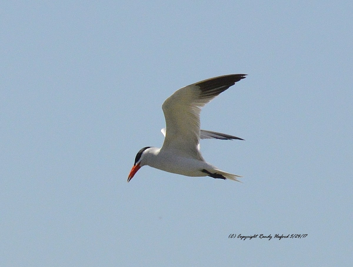 Caspian Tern - ML131868671