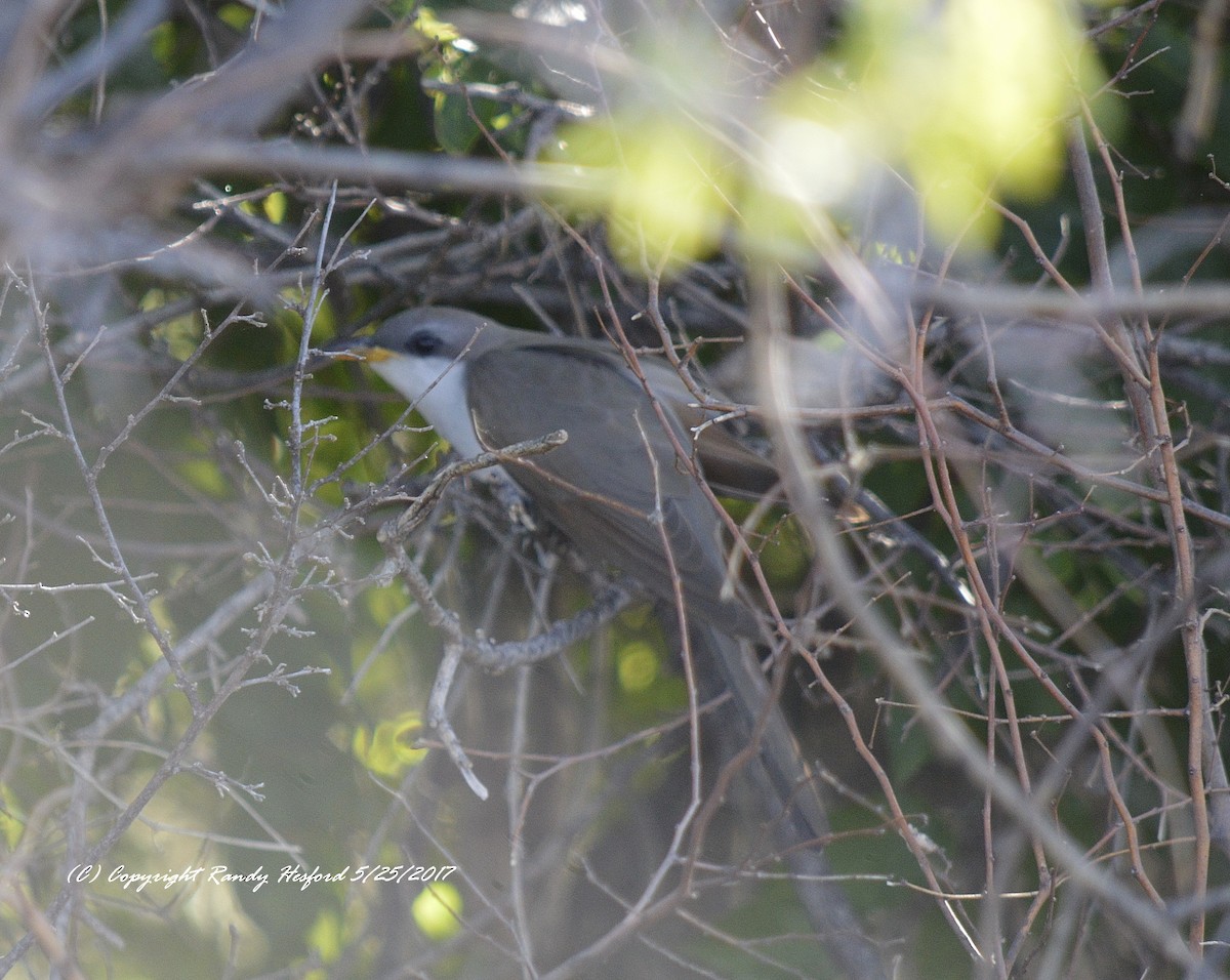 Yellow-billed Cuckoo - Randy Hesford