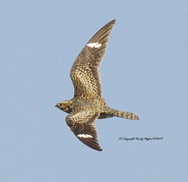 Common Nighthawk - ML131869291