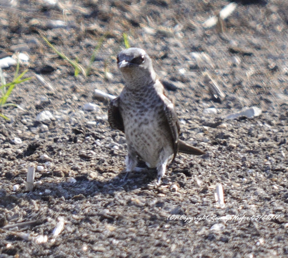 Purple Martin - ML131869481