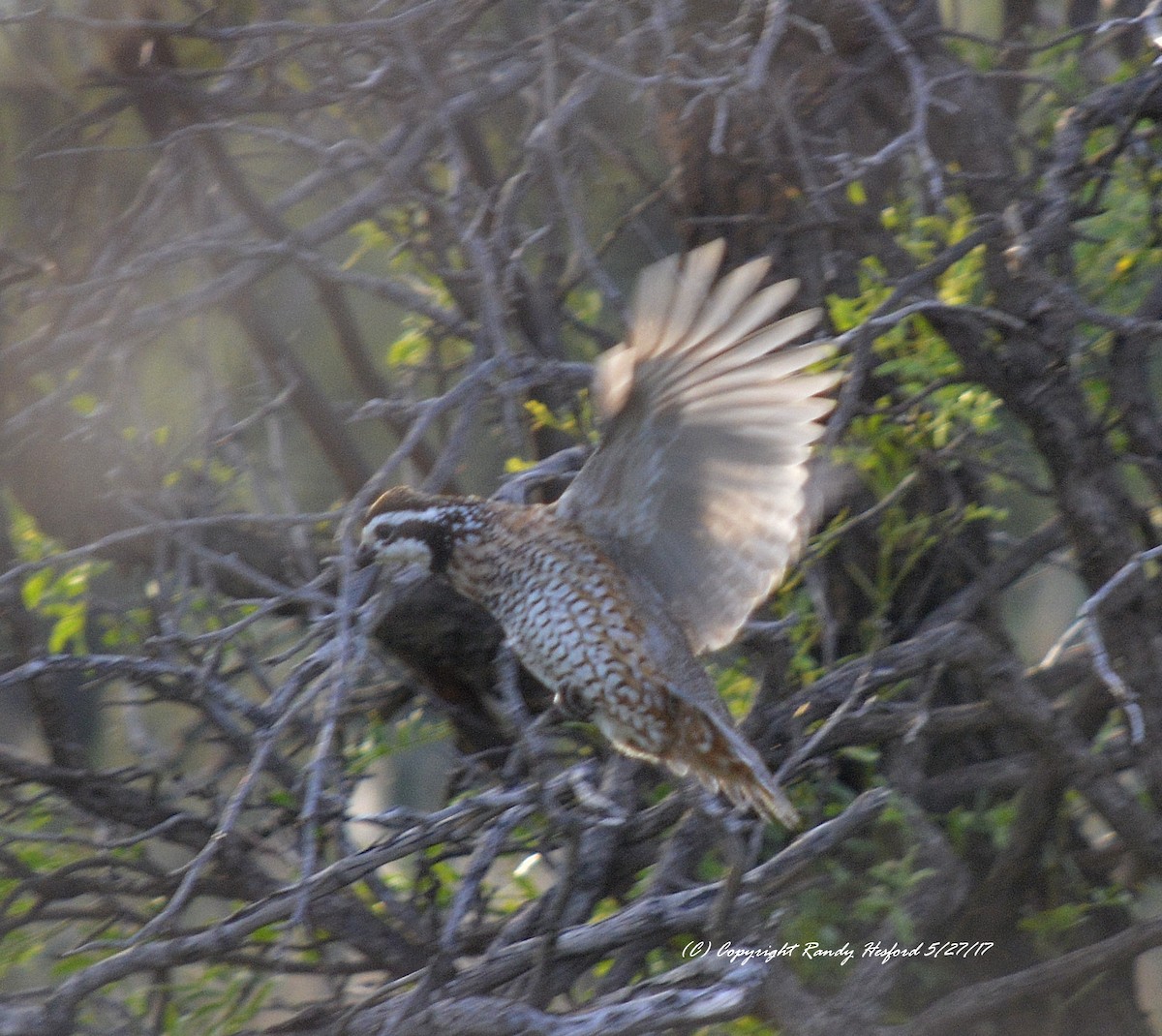 Northern Bobwhite - Randy Hesford