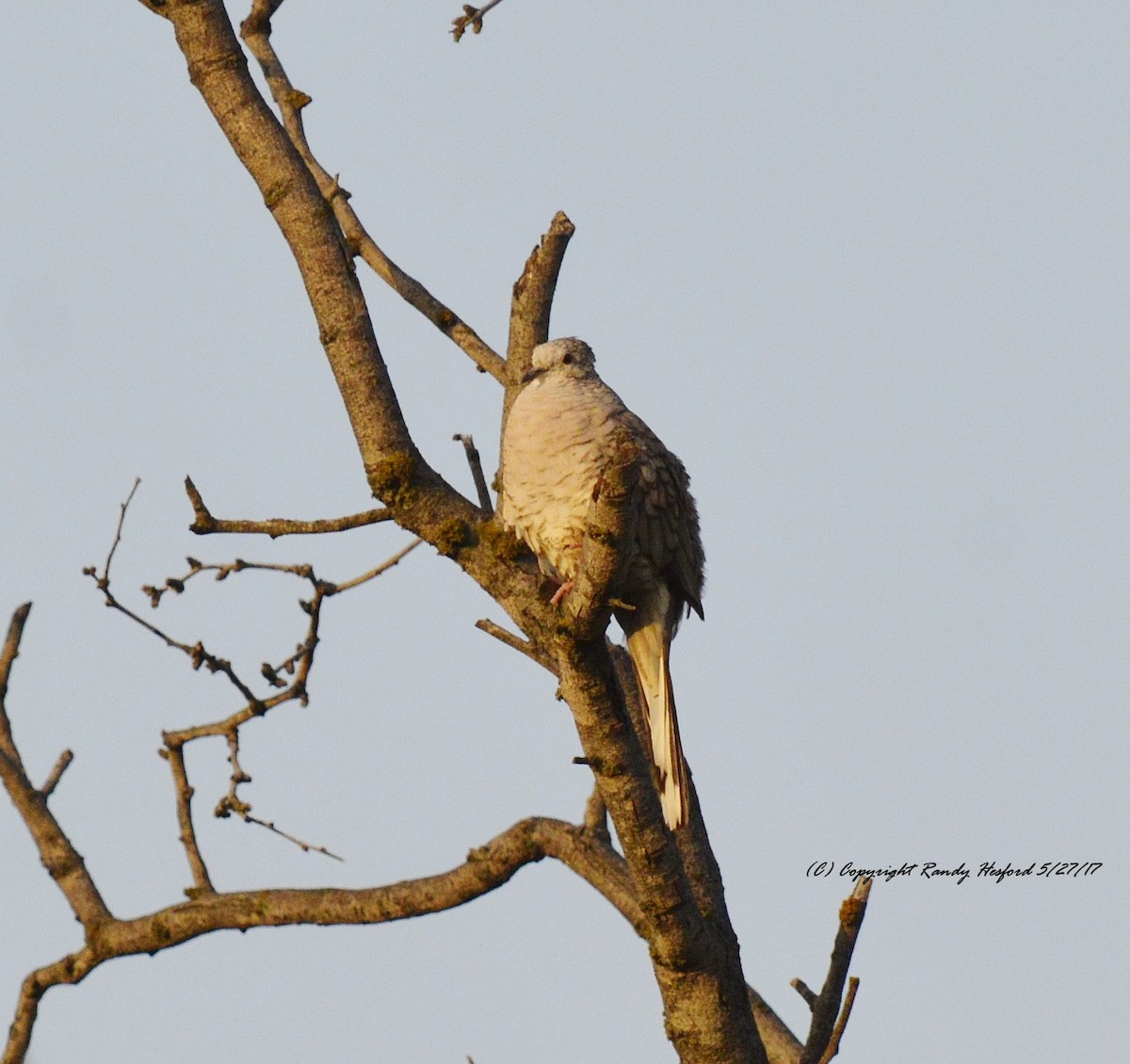 Inca Dove - ML131869771