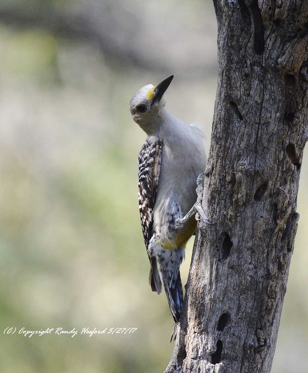 Golden-fronted Woodpecker - Randy Hesford