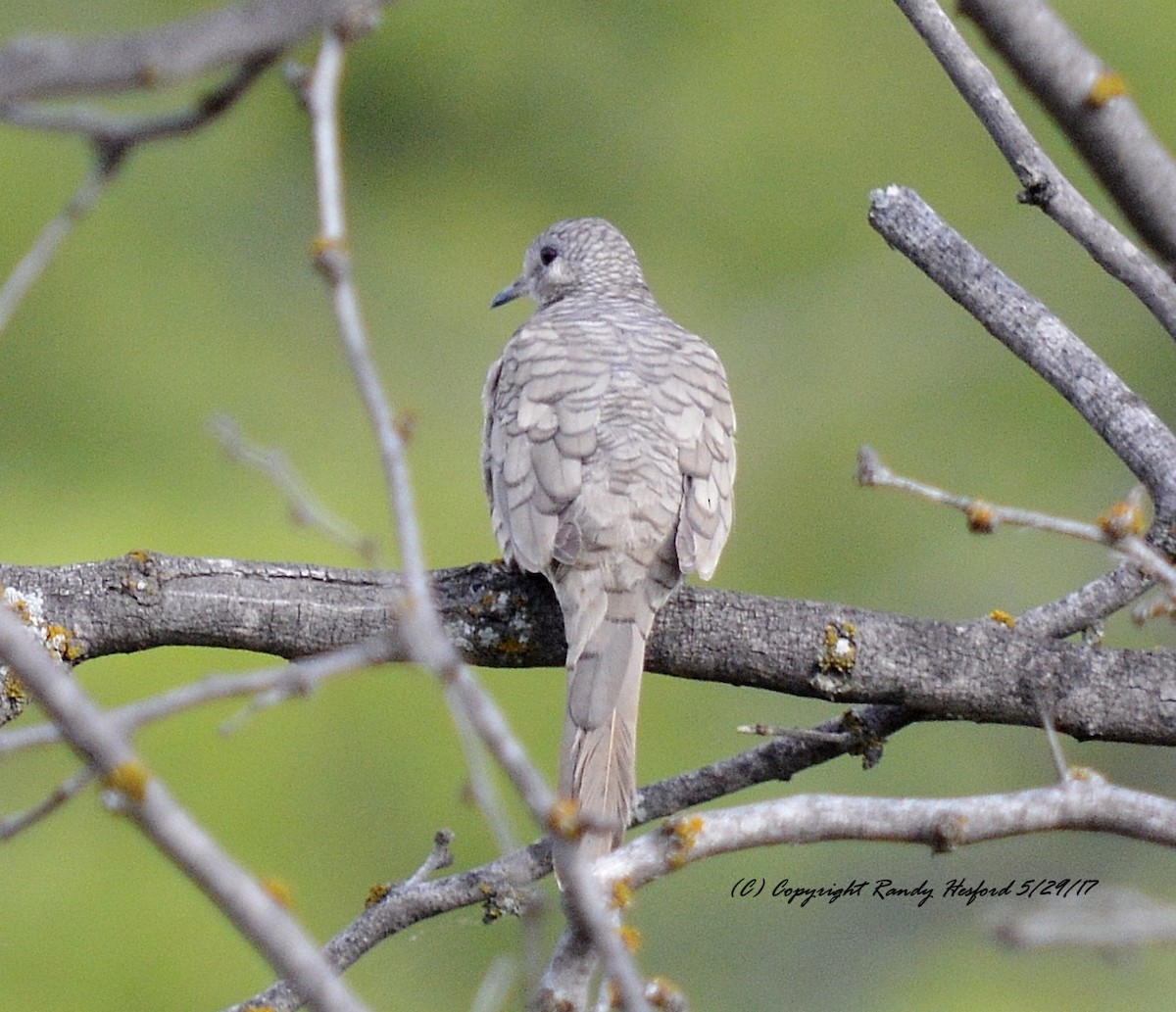 Inca Dove - Randy Hesford