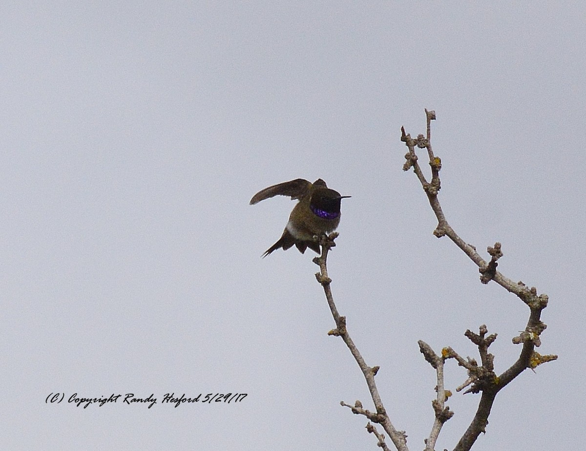 Black-chinned Hummingbird - Randy Hesford