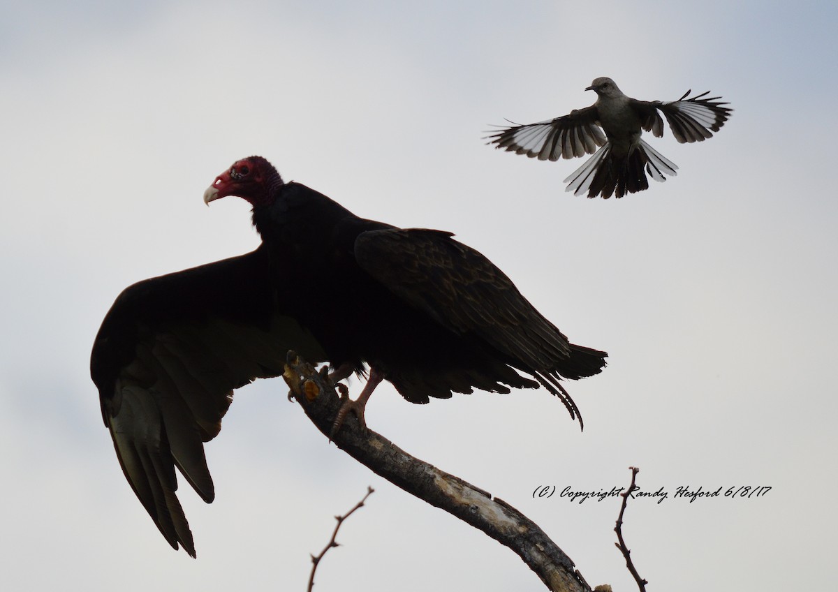 Turkey Vulture - ML131870791
