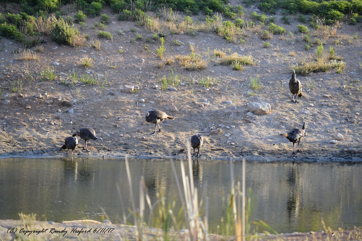 Wild Turkey - Randy Hesford