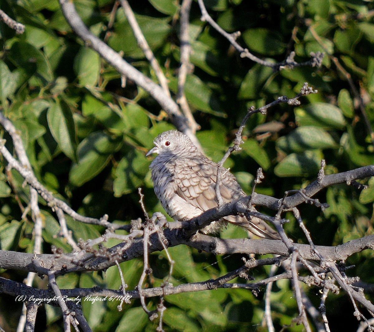 Tortolita Mexicana - ML131871031