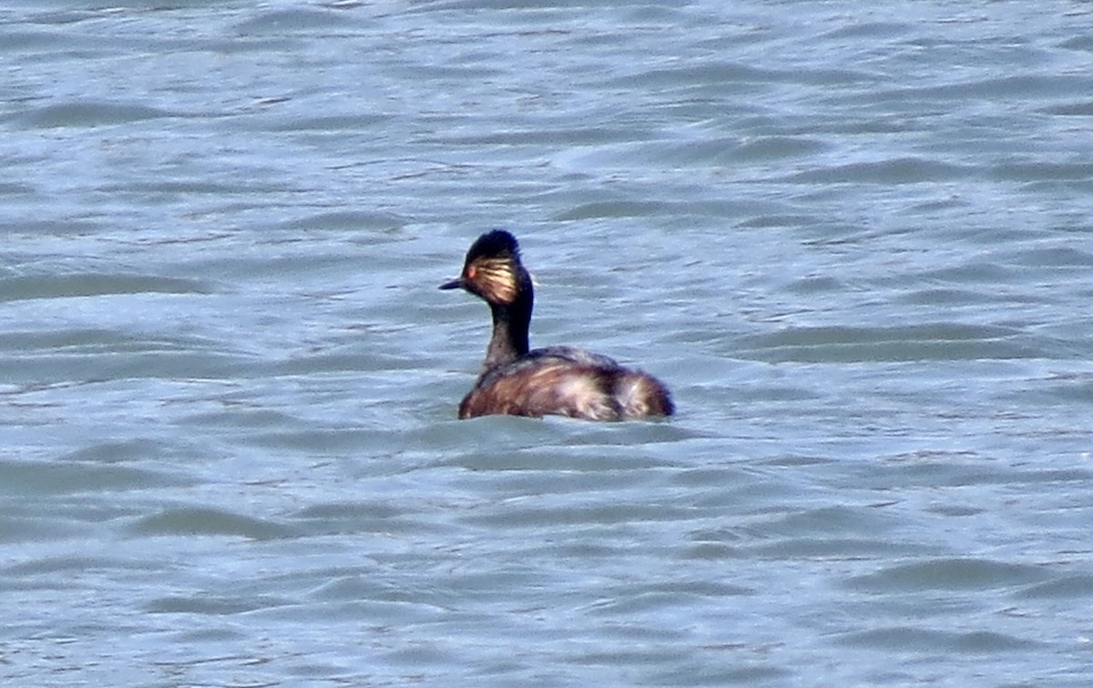 Eared Grebe - Dave Bengston