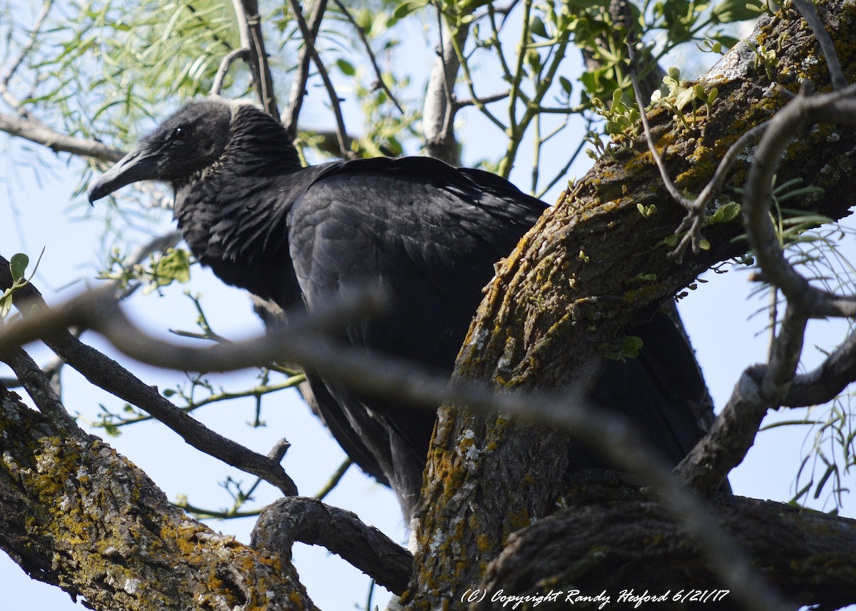 Black Vulture - ML131871731