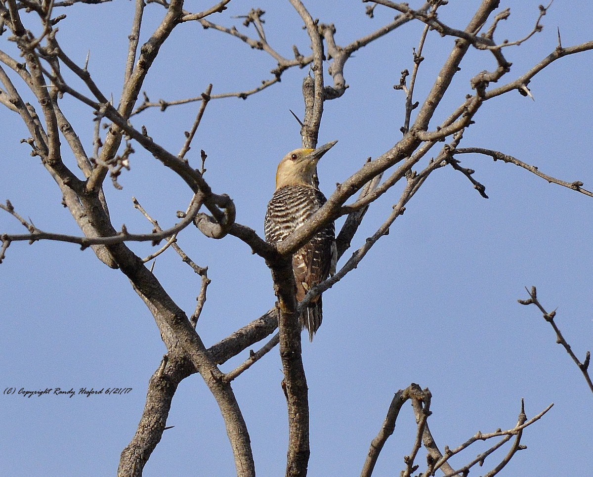 Golden-fronted Woodpecker - Randy Hesford