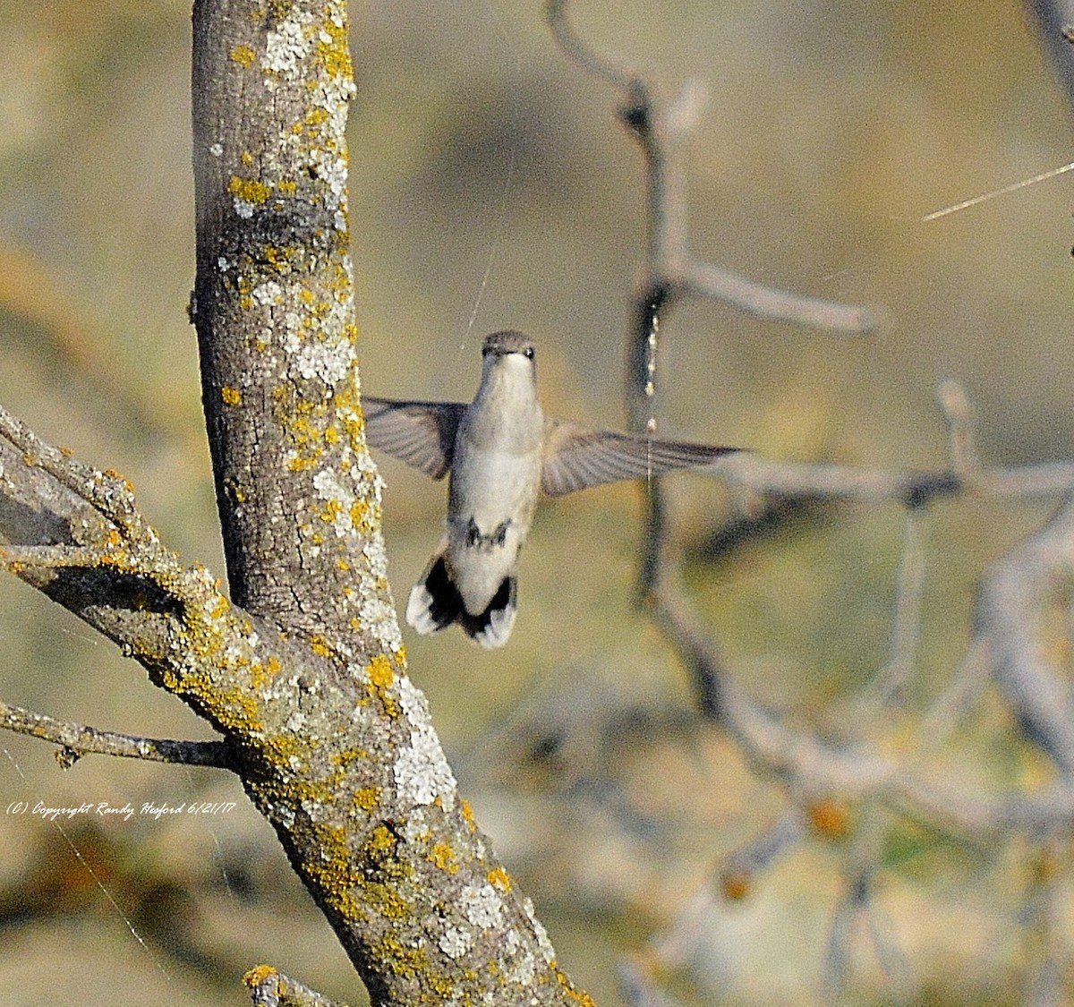 Black-chinned Hummingbird - Randy Hesford