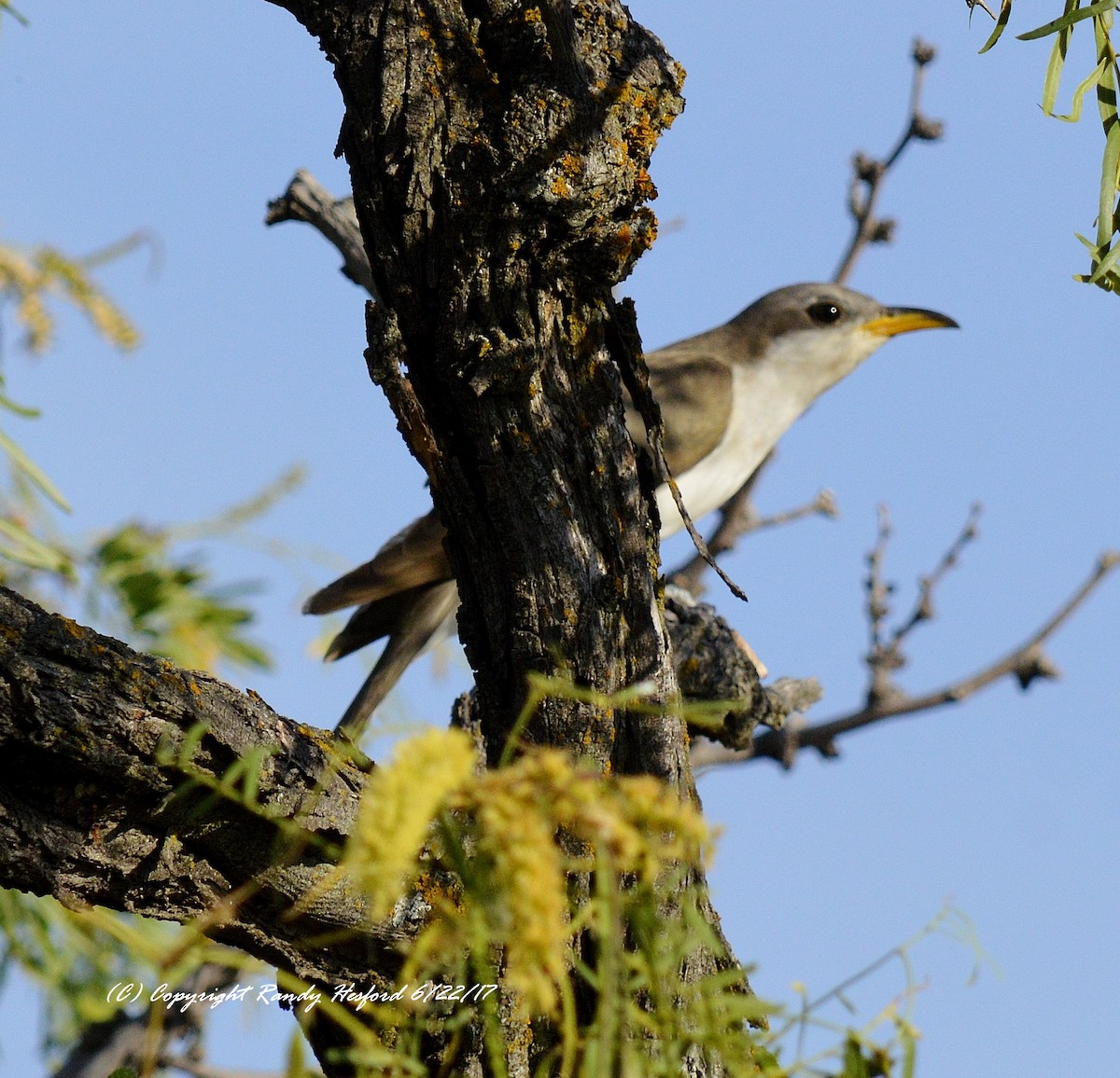 Yellow-billed Cuckoo - Randy Hesford