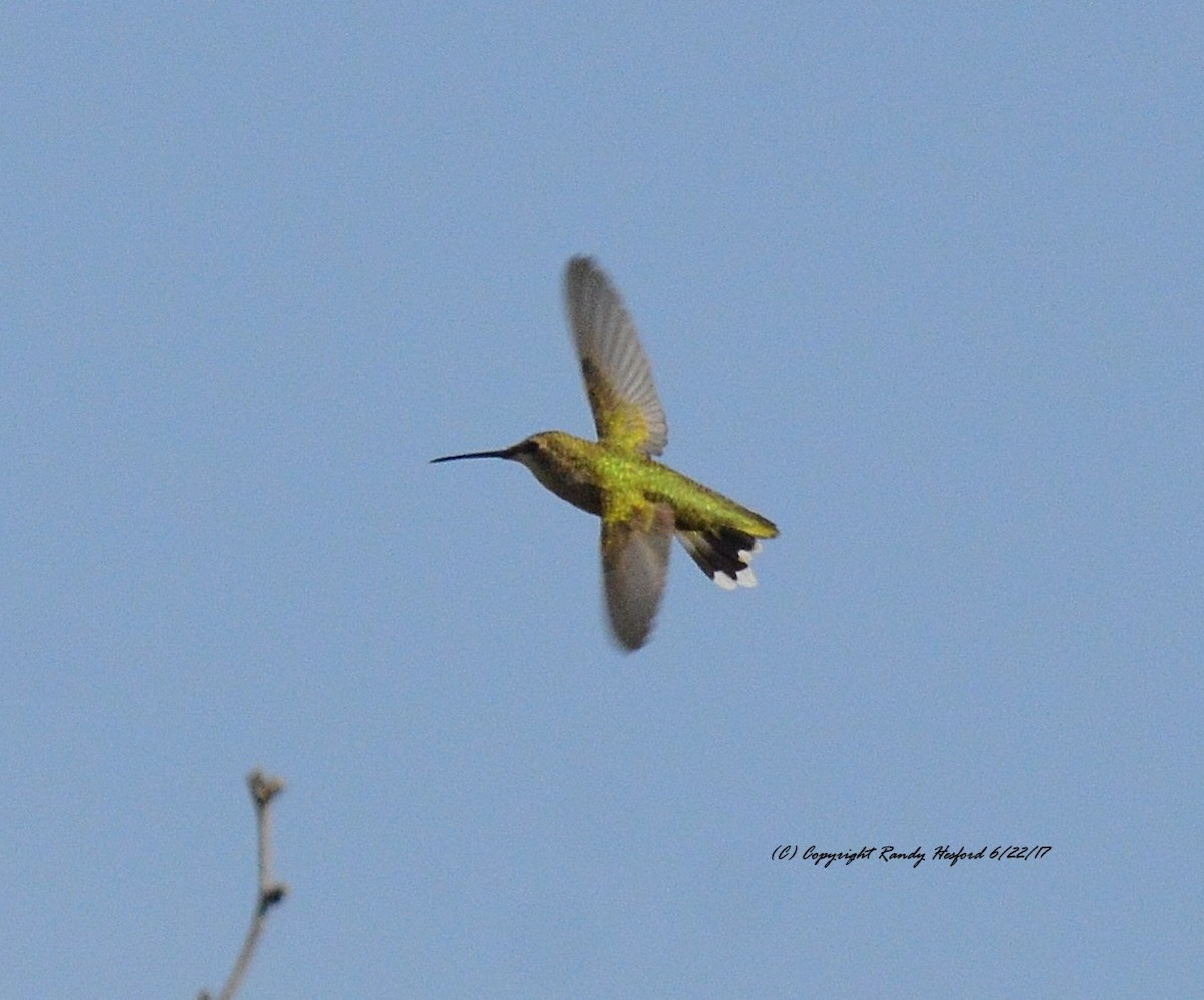 Black-chinned Hummingbird - Randy Hesford