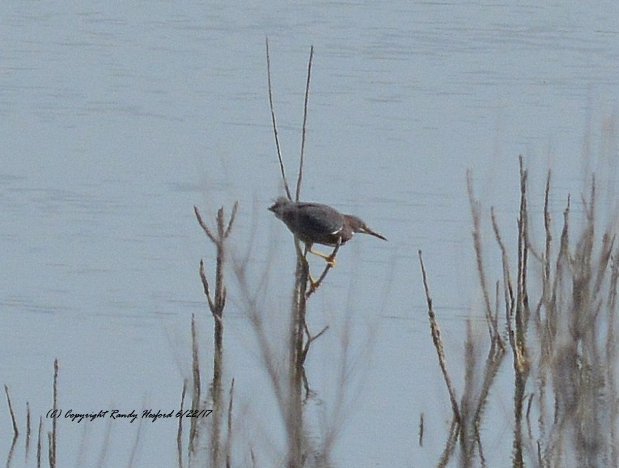 Green Heron - Randy Hesford