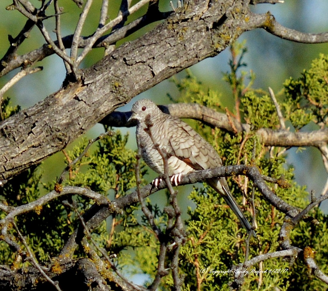 Inca Dove - Randy Hesford