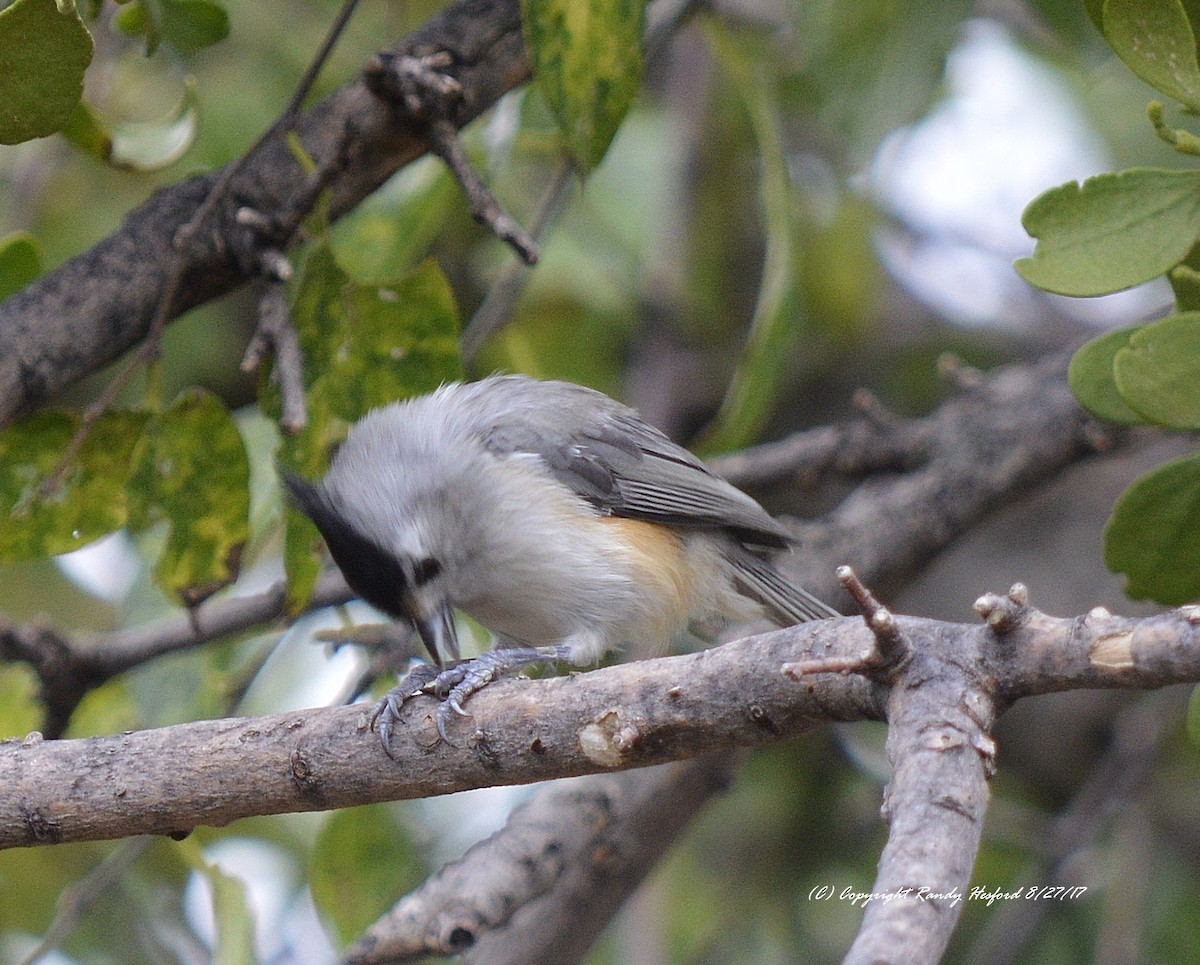 Black-crested Titmouse - ML131873561