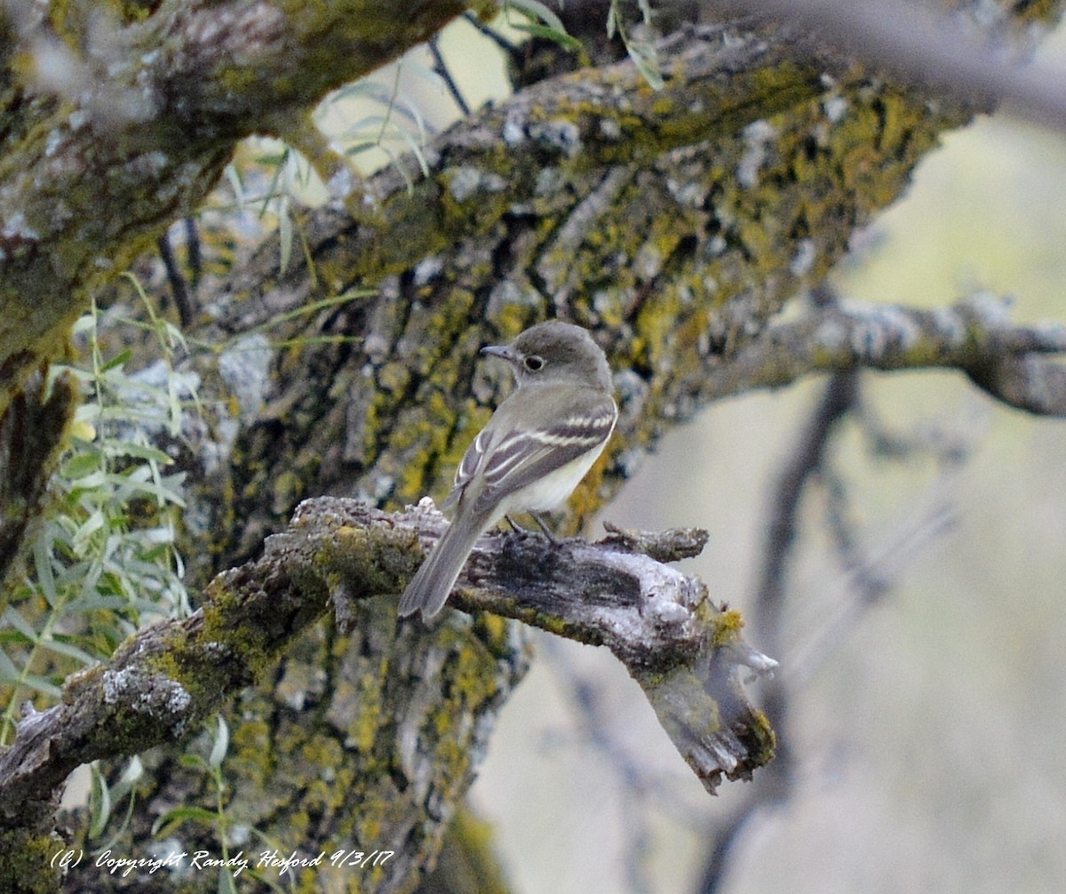 Least Flycatcher - ML131873691