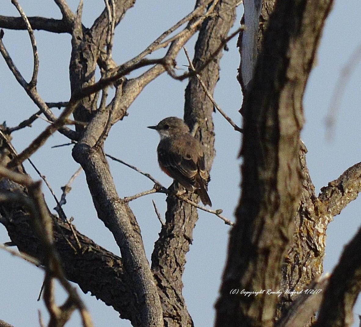 Vermilion Flycatcher - ML131873811