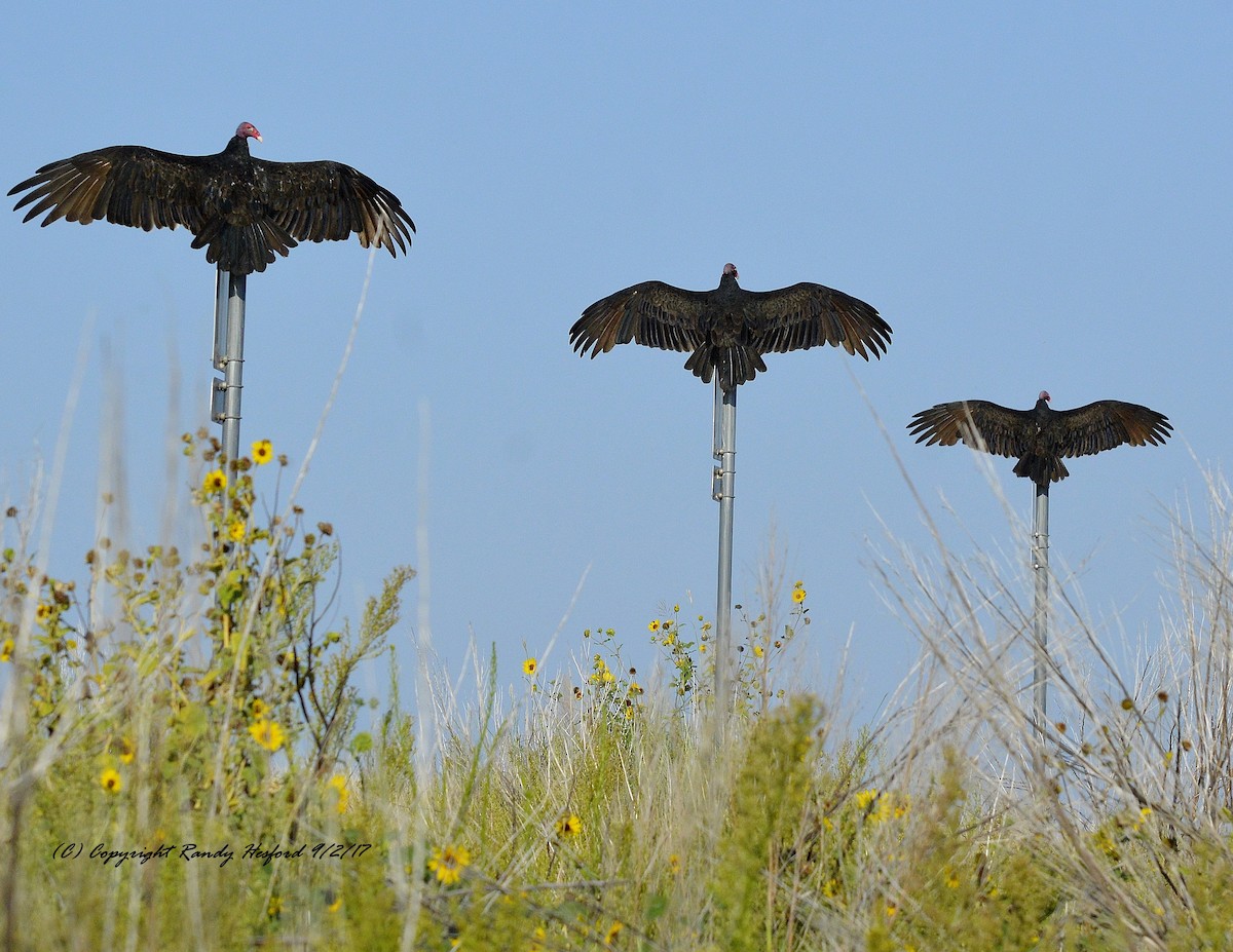 Turkey Vulture - Randy Hesford