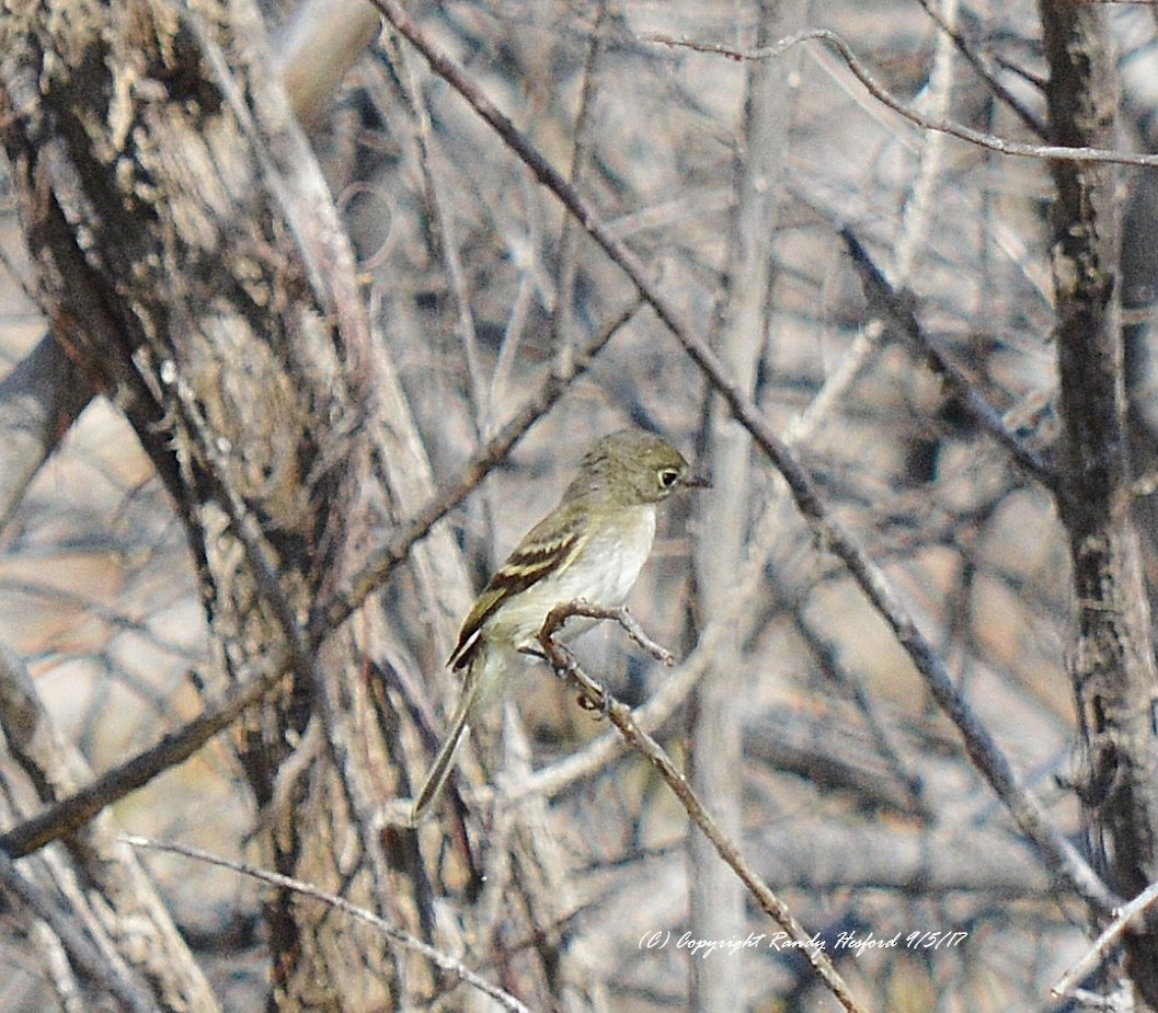 tyranovec malinký - ML131874361