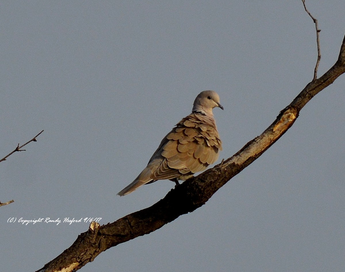 灰斑鳩 - ML131874421