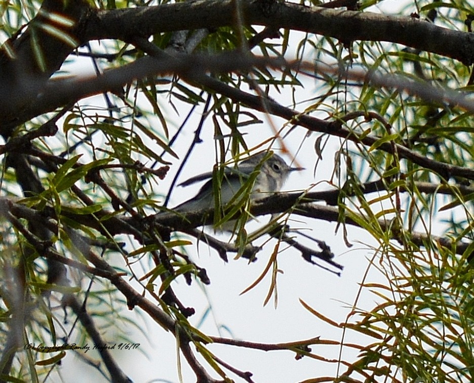 Blue-gray Gnatcatcher - ML131874521