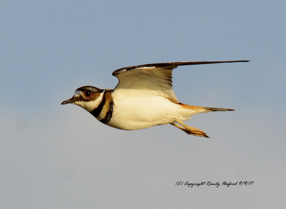 Killdeer - ML131874811