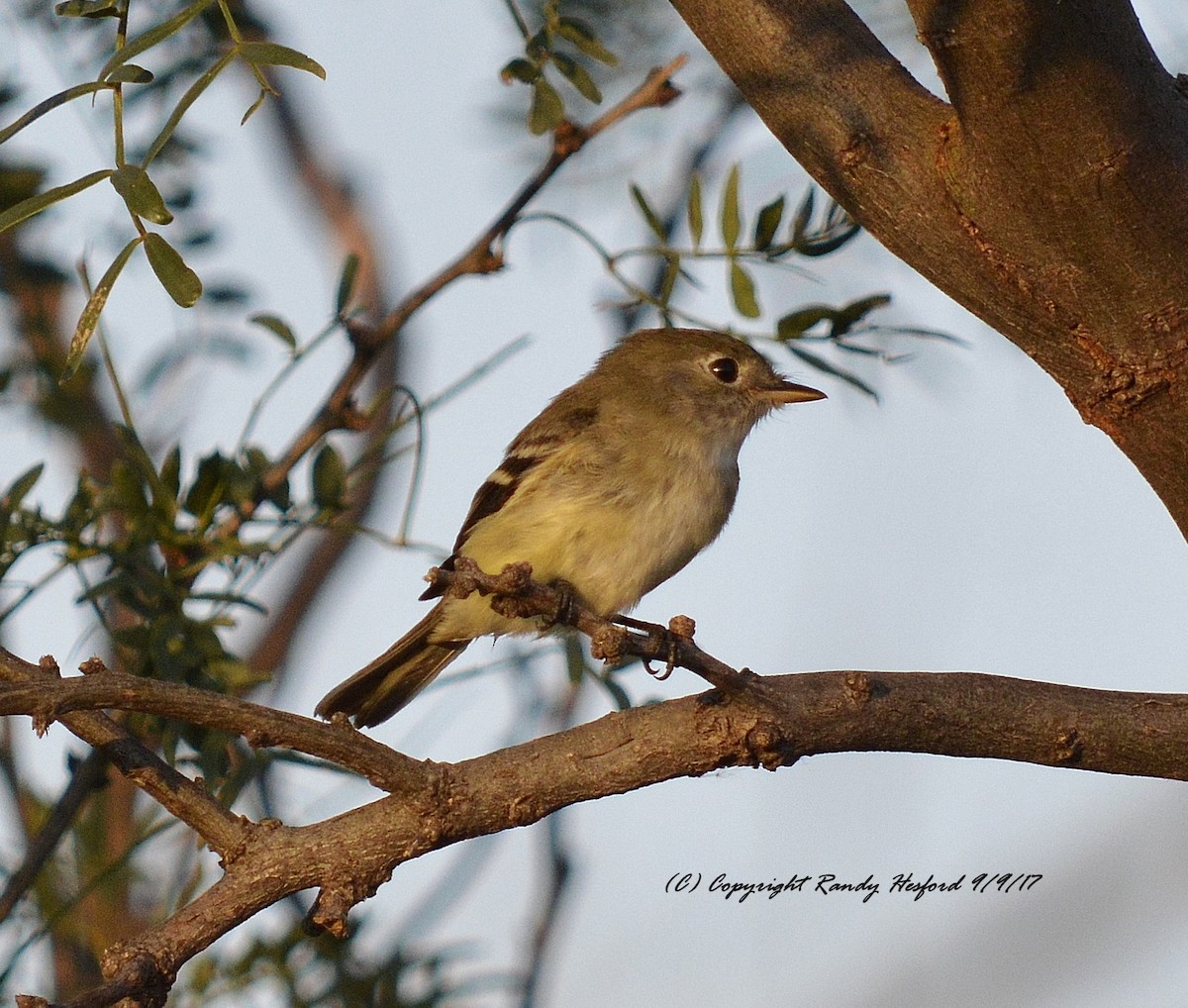 Least Flycatcher - ML131874911