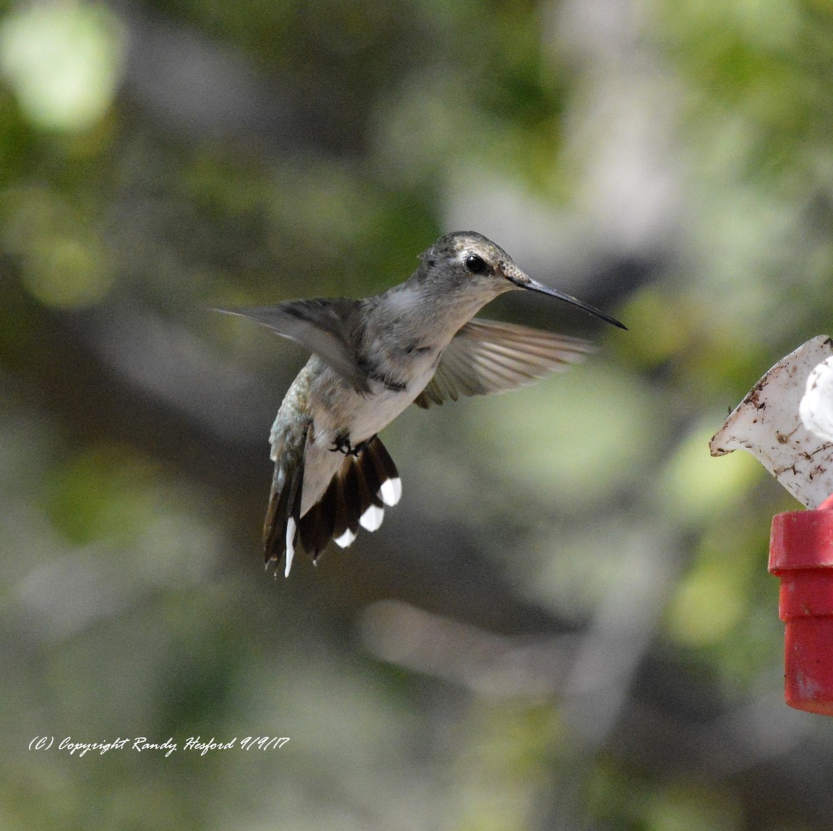 Black-chinned Hummingbird - Randy Hesford