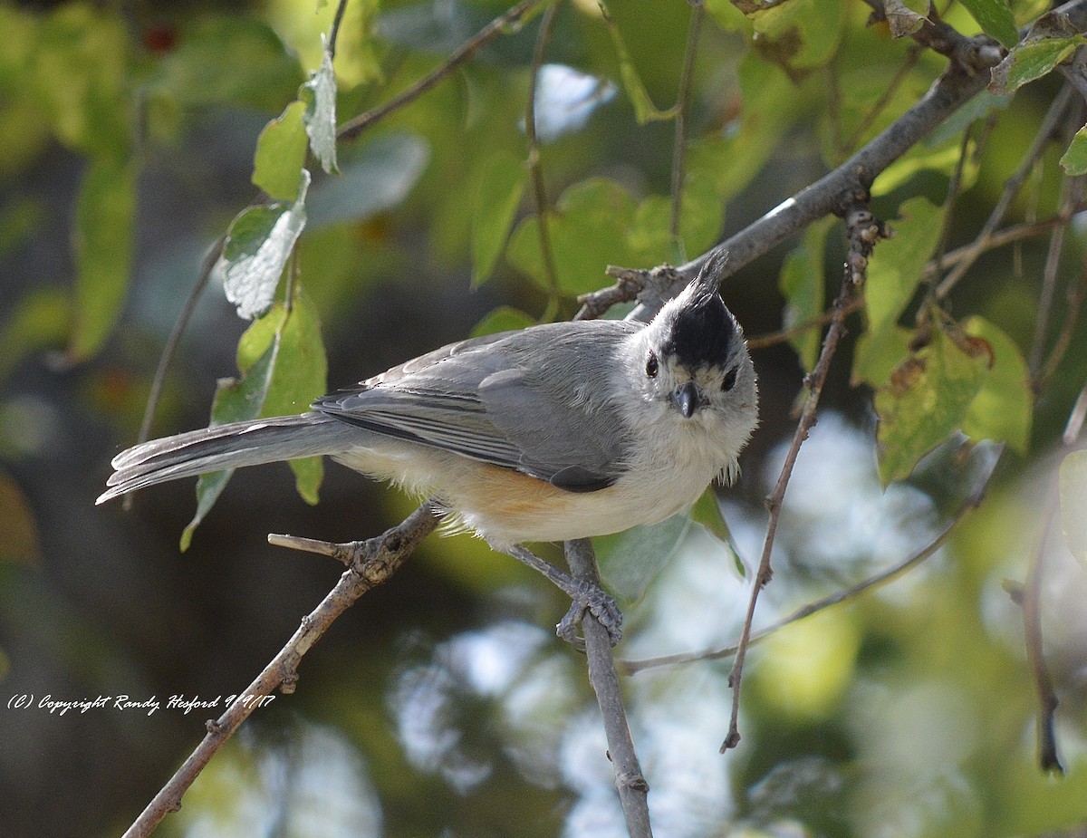 Black-crested Titmouse - ML131875031