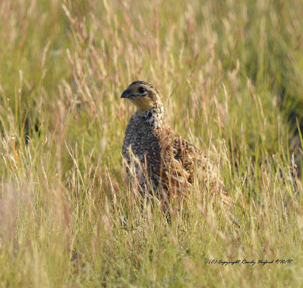 Northern Bobwhite - Randy Hesford