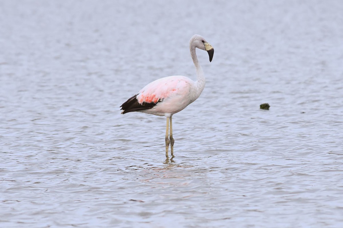 Andean Flamingo - ML131875131