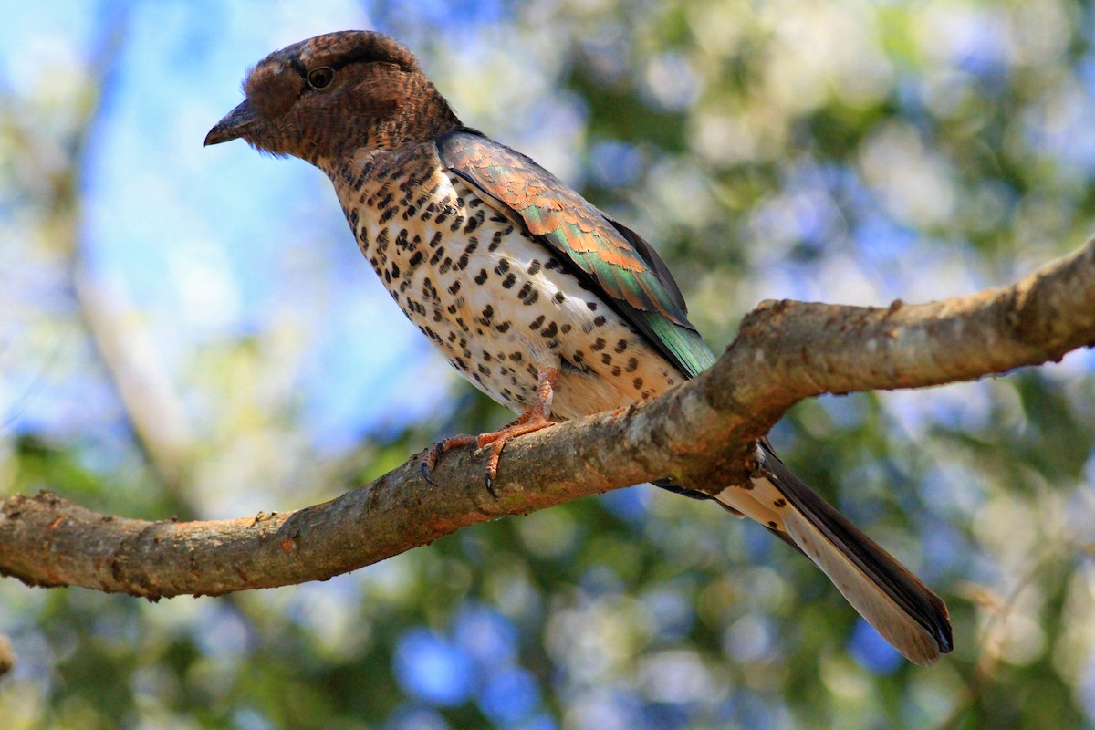 Cuckoo-roller - Darwin Mayhew