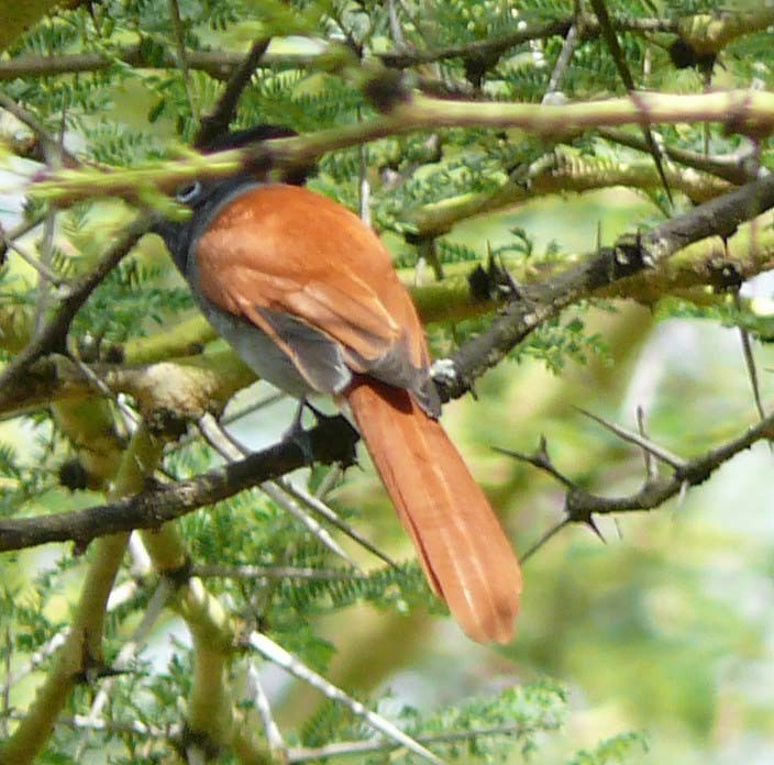 African Paradise-Flycatcher - ML131875511