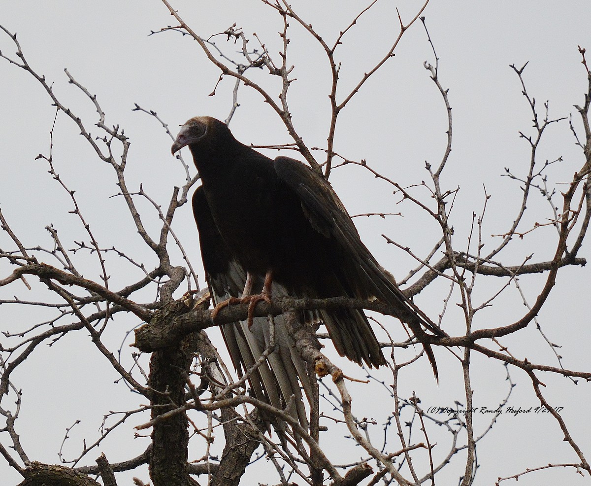 Turkey Vulture - Randy Hesford