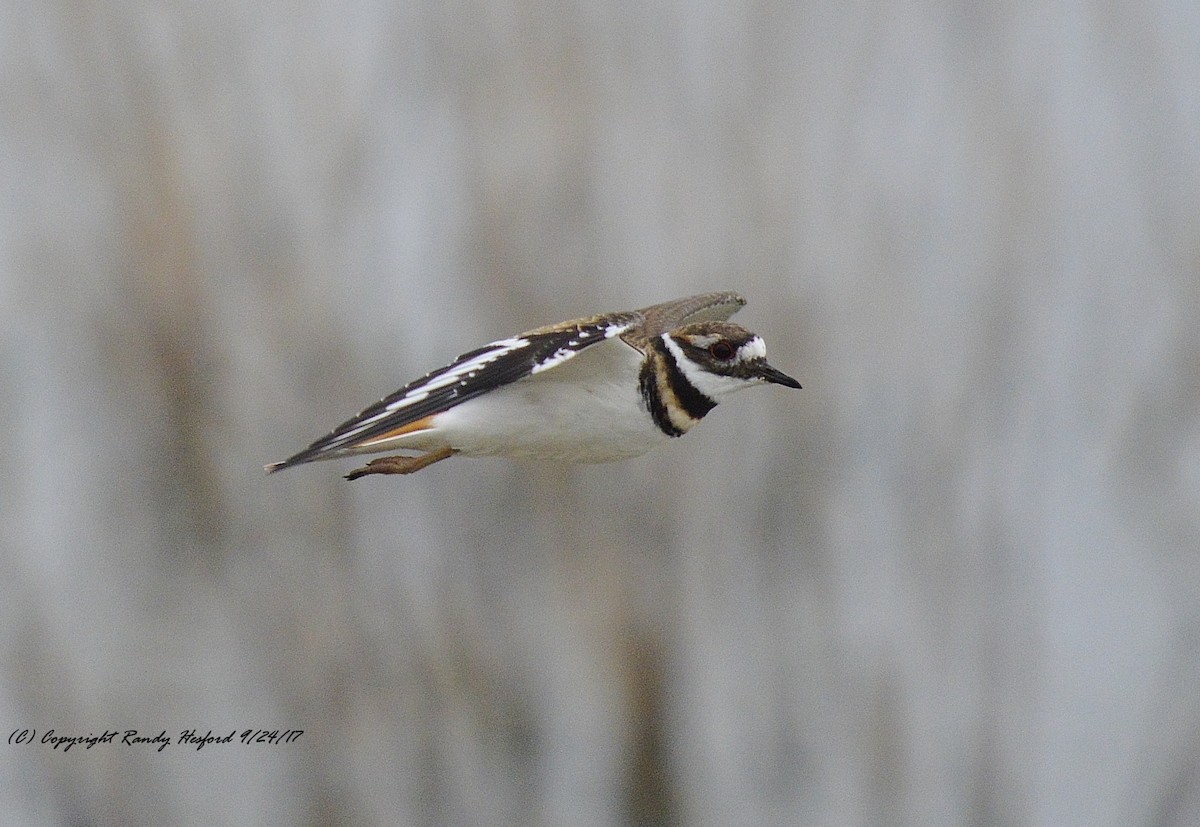 Killdeer - ML131876171