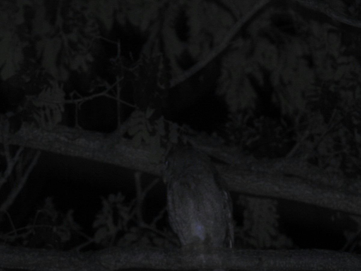 Pacific Screech-Owl - Daniel Garrigues